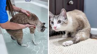 Celebrity We Had to Give My Cat His First Bath Net Worth