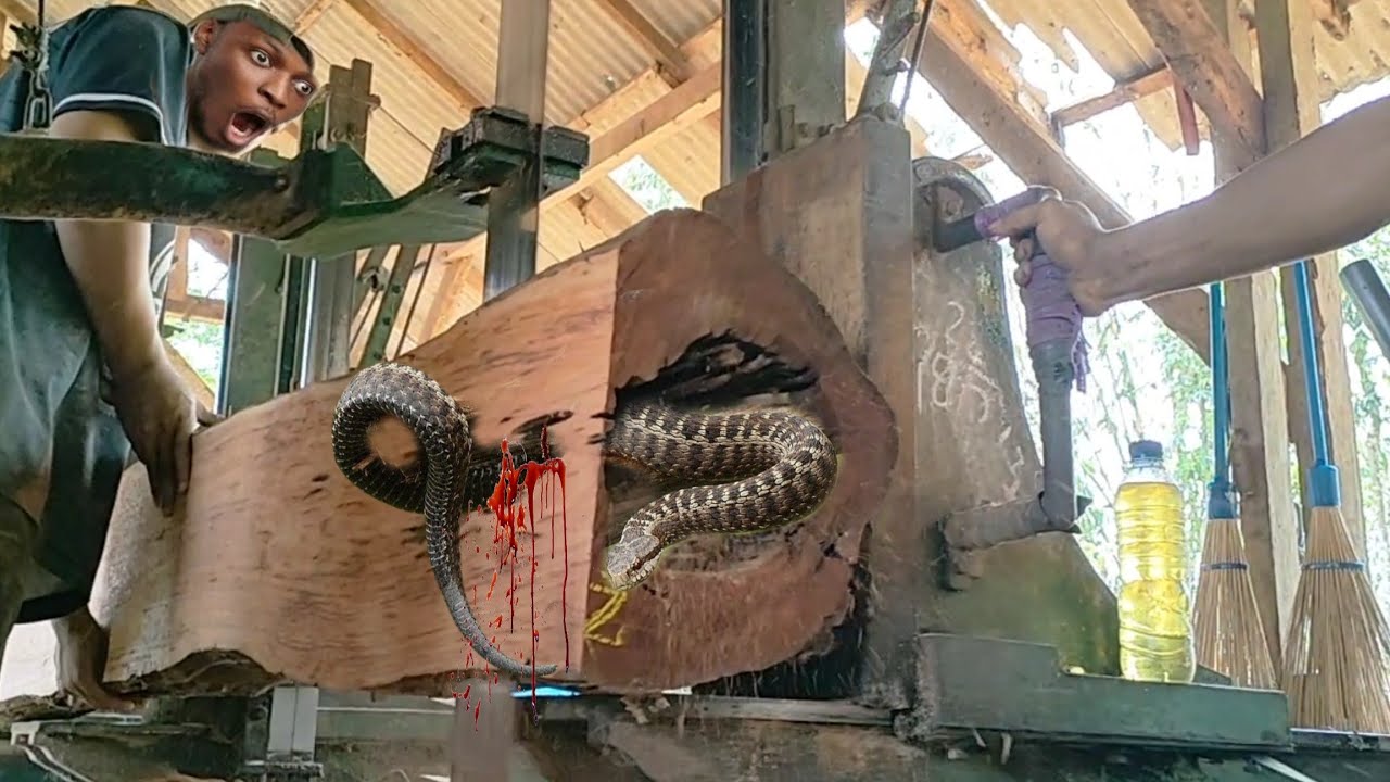 split!!! the process of sawing wood at the sawmill - YouTube