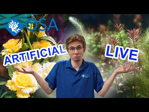 Video: Live vs. plante artificiale de acvariu: Care este mai bine?