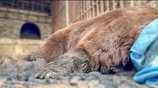 Огромный медведь на адреналине проснулся ровно через 5 минут при погрузке его а машину!
