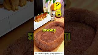 Kediler Yatağı Beğenmedi