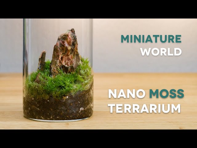 How To Make A Terrarium In A Jar  Step-By-Step Guide – Wondrwood