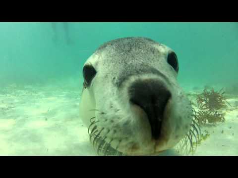 Cute Sea Lion Kisses Camera