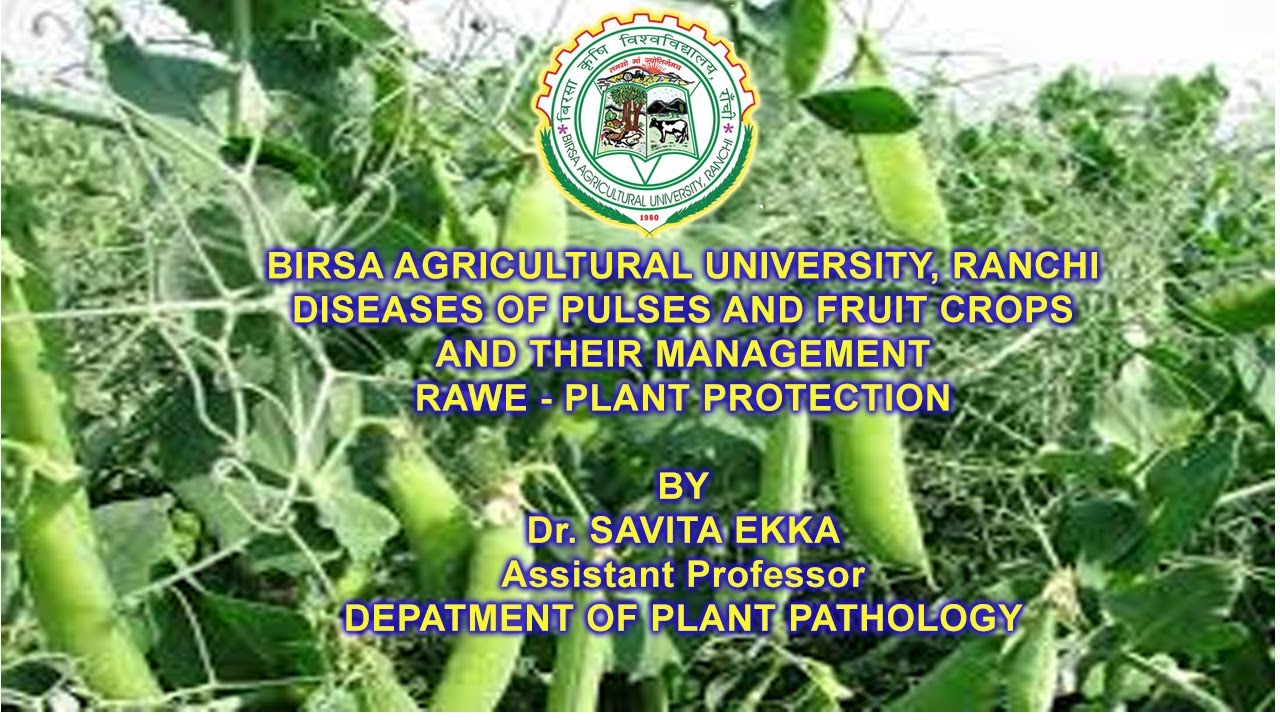 DISEASES OF PULSES CROPS