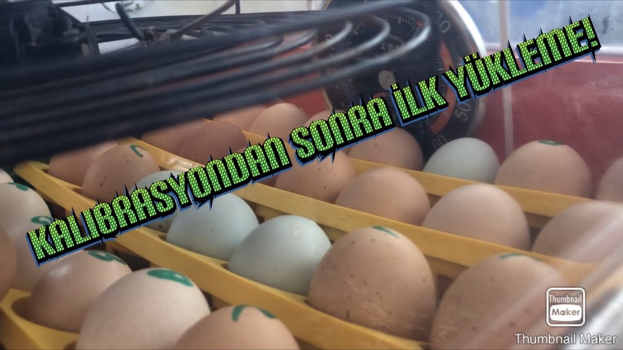 Kalibrasyondan Sonra İlk Yükleme Yapıldı ve Bugün 10. Gün. 58 yumurtada 56 dolu!!!!
