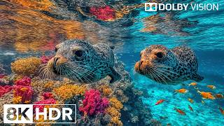 Relaxing Deep Ocean Creatures in 8K HDR | Dolby Vision™ screenshot 3