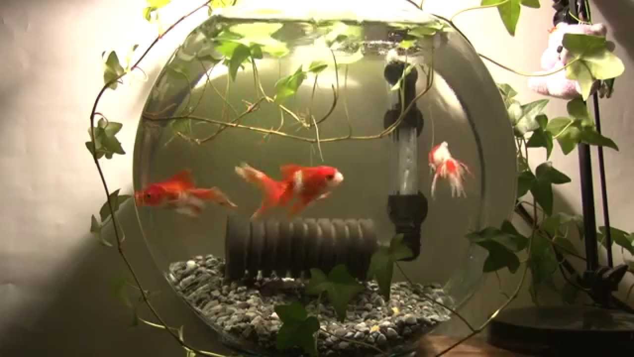 Hd壁紙動画 ほのぼのスクリーンセーバーで癒し 金魚 ロング45分金魚鉢 Goldfish Youtube