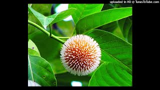 QURAN- Abdulbari Ath-Thubaity - 029 - Al-Ankabut