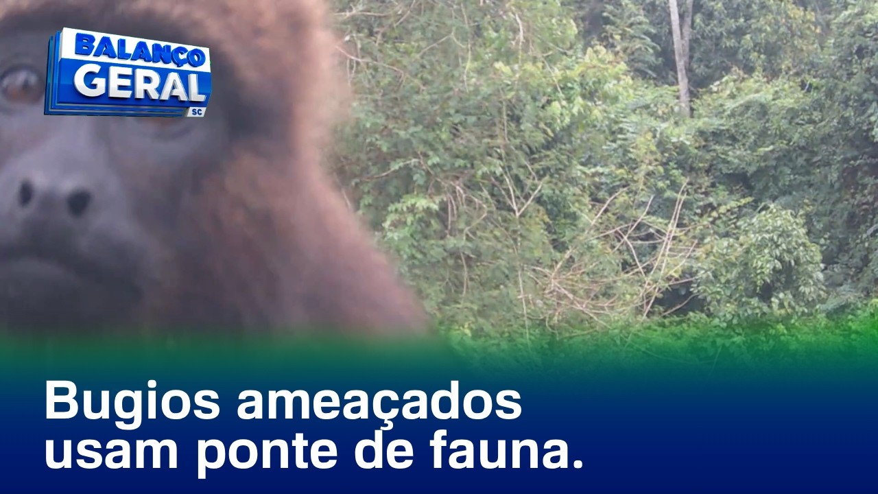 Blumenau: bugios ameaçados de extinção utilizam ponte de fauna na Itoupava Central