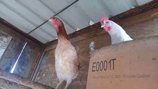 Evde Tavuk Beslemenin Olmazsa Olmazları Ufuk Duman