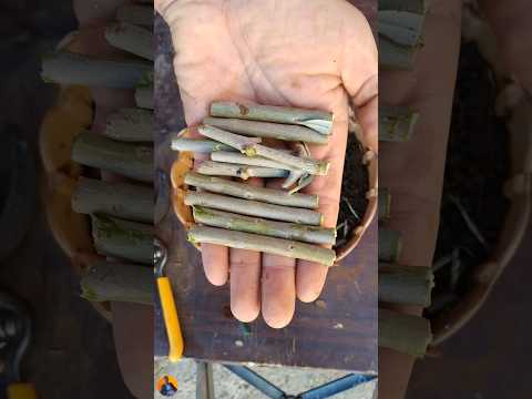 أفضل طريقة لزراعة عقل الزيتون لاتنسى الاشتراك في القناة ولايك