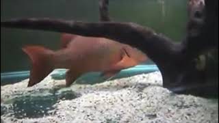 Ikan Mangrove Jack Di Aquarium