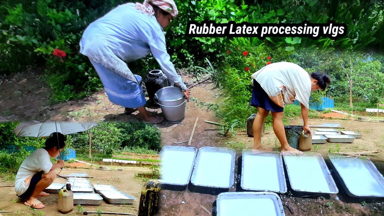 Rubber vlogs Part-2👉Rubber Natural Latex Processing 🌴🍥🍥🍥🍥🍥🍥 Home🏠 Village vlogs vedeos