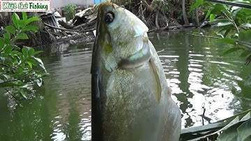 Câu cá thác lác đìa lâu năm không tát lên toàn hàng khủng | Fishing VietNam