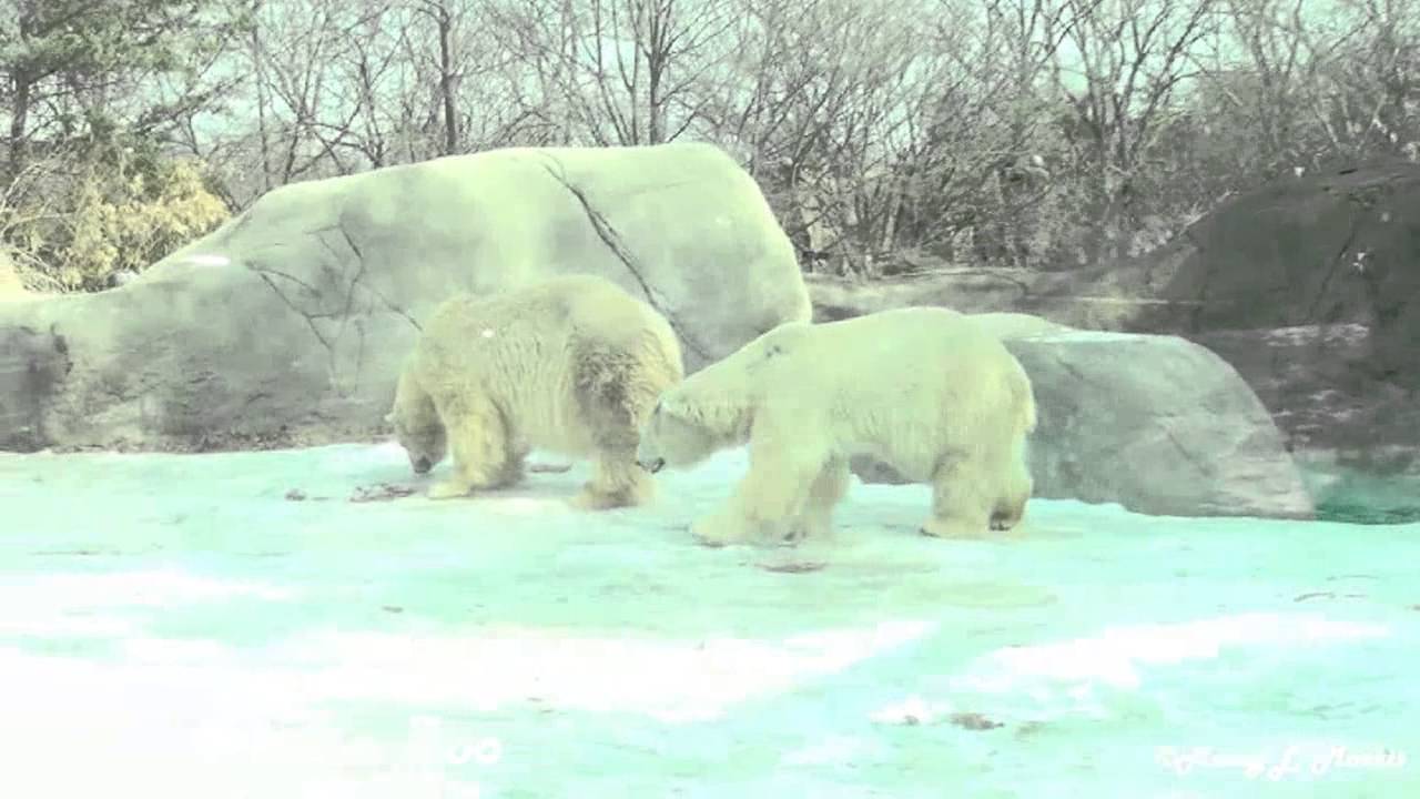 Philadelphia Zoo Polar Bears Together in Scene