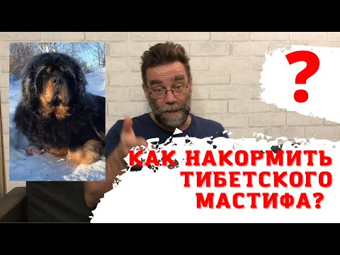 Видео: 7 собак любят тибетский мастиф