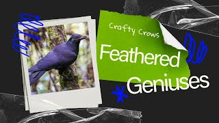 Feathered Geniuses: How Crafty Crows Rethink Evolution with Tool Magic! | New Video |