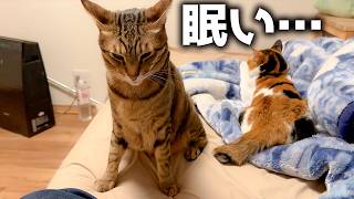 眠気に耐えながら飼い主に突撃しに来た猫がいるんですよ