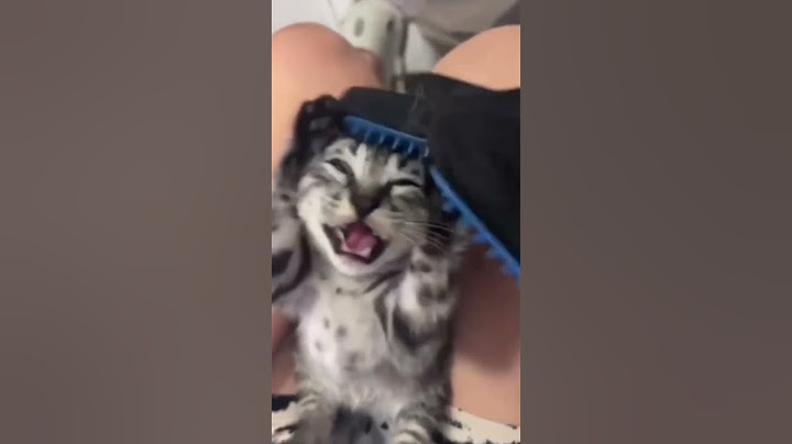 Funny Cat
