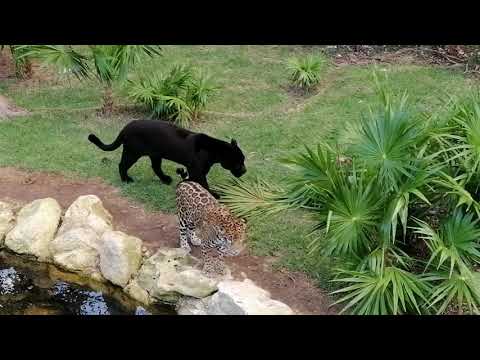 Jaguares en XCARET