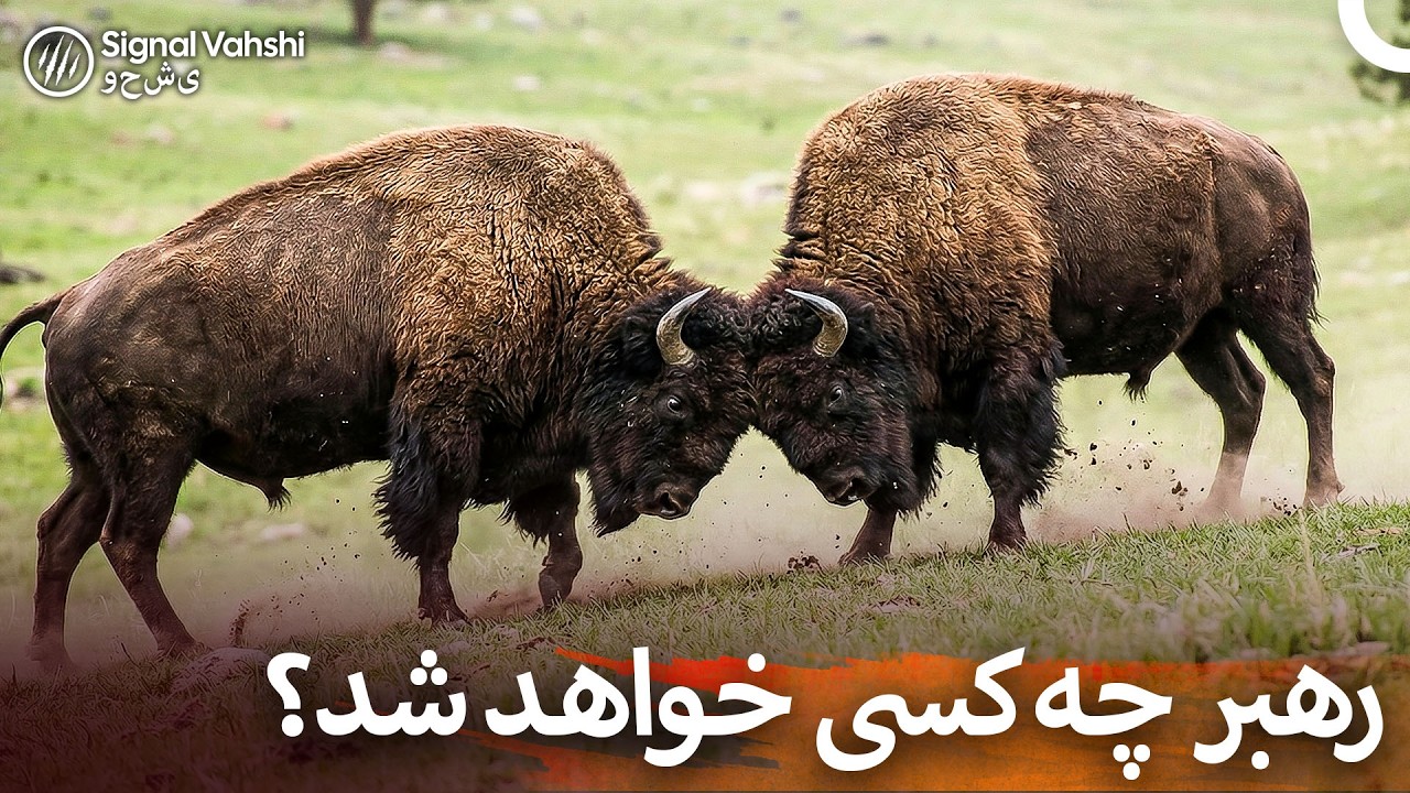 حیات وحش آمریکا: نبرد شاخ‌های عظیم | دوبله فارسی