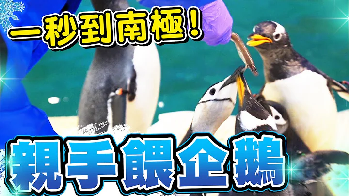一日企鹅饲养员全纪录，超疗愈近距离喂企鹅，被包围超幸福【黄氏兄弟】屏东海生馆 - 天天要闻