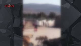 Konya Barınağında Katliam