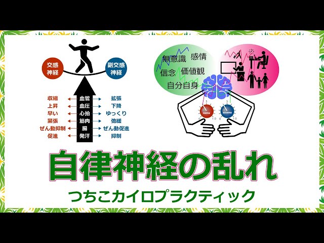 自律神経系統図　カイロプラクティックパネル　美容パネル　収納袋付き 自律神経系統図 カイロプラクティックパネル 美容パネル 収納袋付き