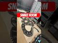 Reptile room tour