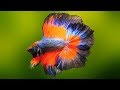 10 Most Beautiful Fresh Water Fish in the World
