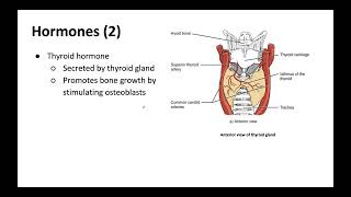 Bone Remodeling and Factors that Affect Bone Growth