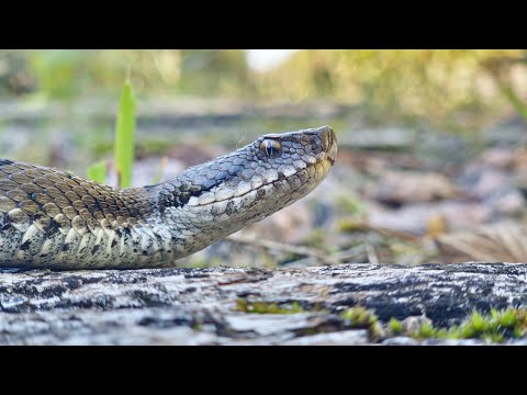 Big Aspisadder (Vipera aspis) 