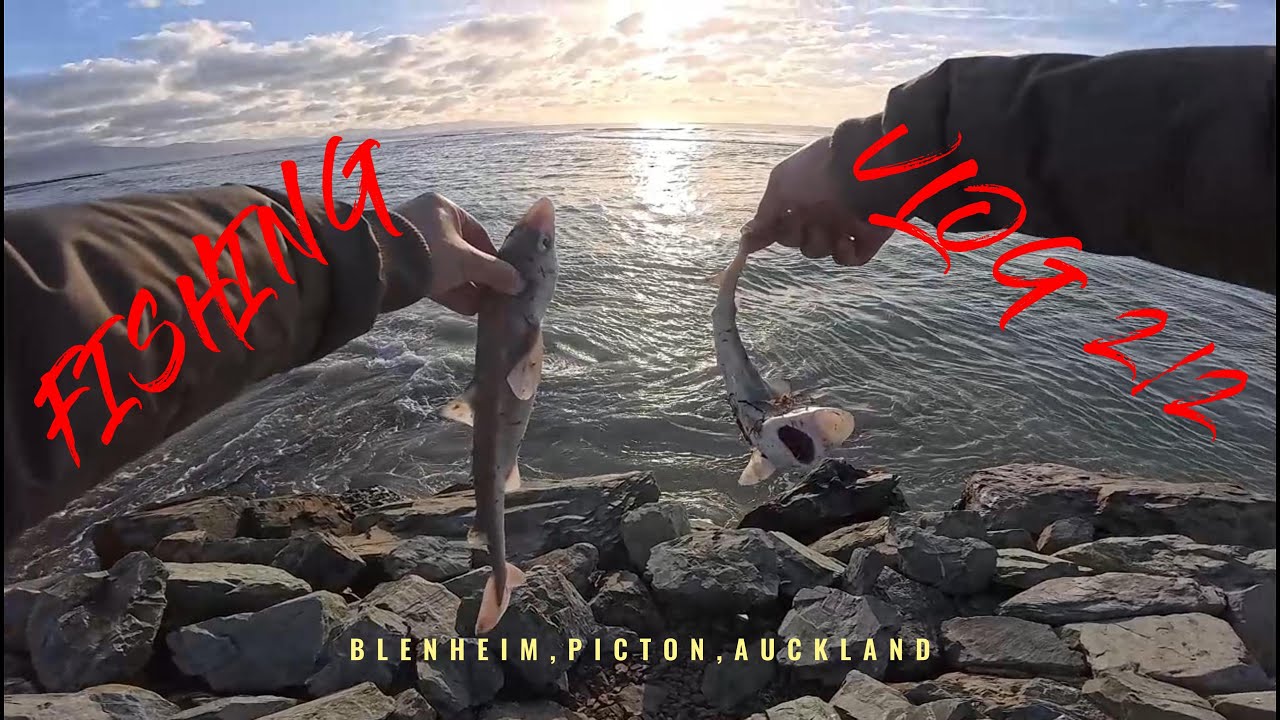 《NZwhv.14》Picton解锁了Blue Cod和Auckland解锁了Snapper！在Blenheim狂拉的一天！爽爽爽爽爽爽爽爽爽爽爽爽爽爽爽爽爽爽爽爽！