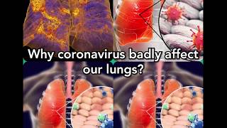 Why coronavirus badly affect our lungs?