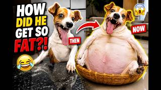 Legendary Dog Meme: Then vs Now 🐶😂