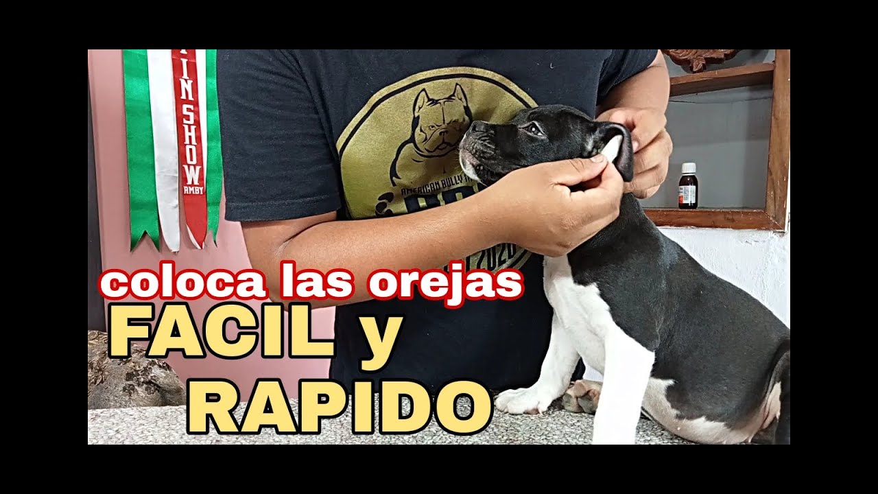 COLOCA LAS OREJAS DE tu cachorro American bully, pitbull, amstaff.nacion bully jmc