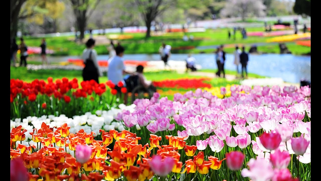 ２５万本の花畑