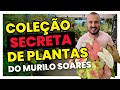 Conheça a coleção secreta de plantas do Murilo Soares