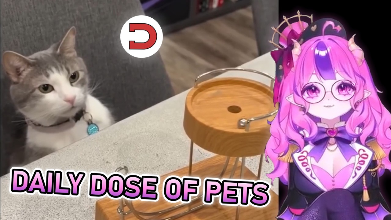 Ironmouse Reacts To Daily Dose Of Pets 