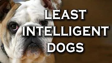 What breed of dog is considered the dumbest?