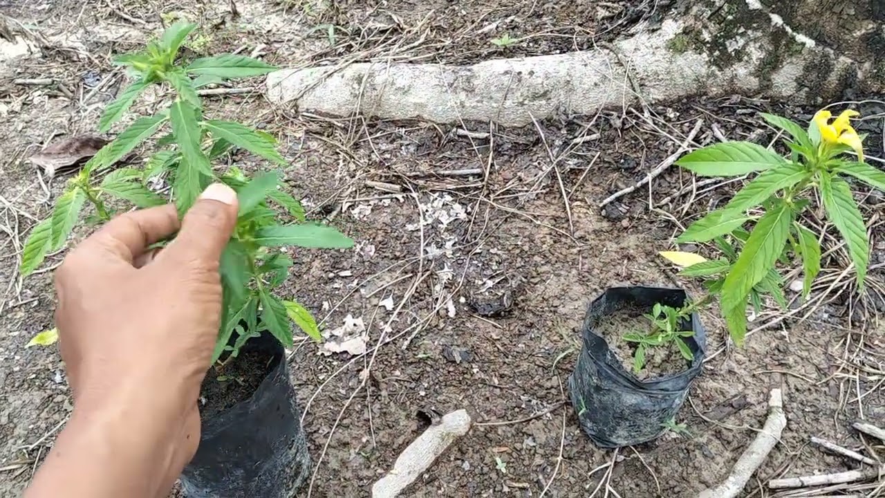 Tanaman agensia pengendali hayati (APH) pada perkebunan kelapa sawit 😊@febrisiagiansawit 