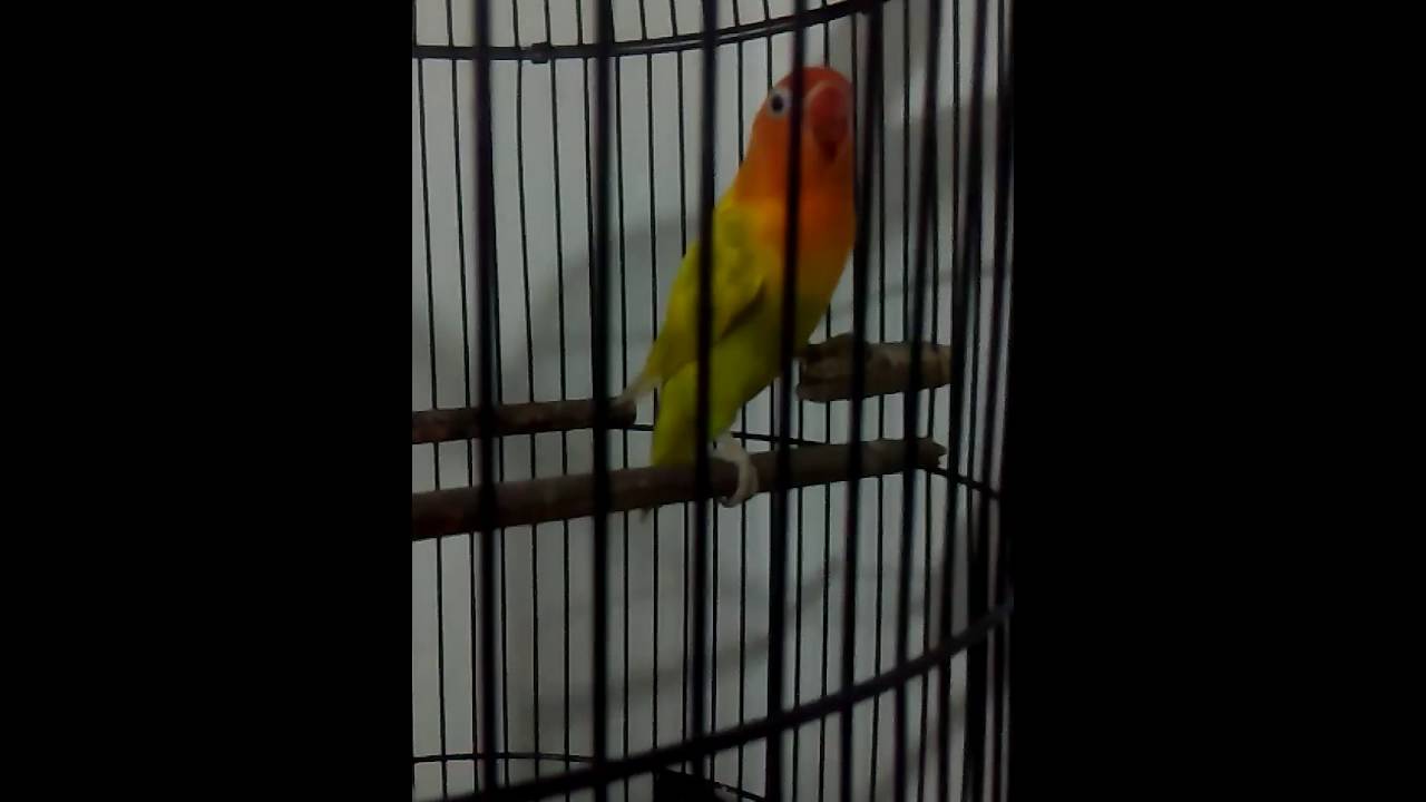 Lovebird Paskun By Taryo Gojek Driver