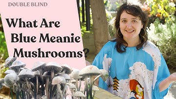 Blue Meanie Mushrooms 🍄 DoubleBlind