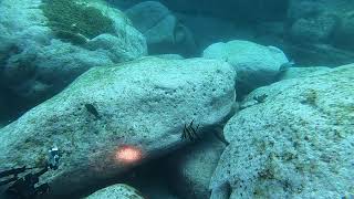 Magic Point dive Sat Nov 10 2018