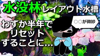 失敗】作った時は完璧だと思った水草水槽をわずか半年でリセットする