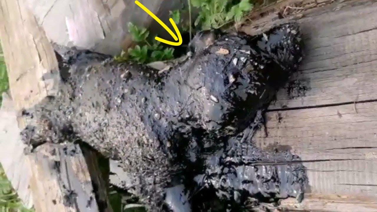 Small puppy unfortunately fell into the tar tank for days, the mother ...