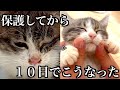 子猫を保護しました。
