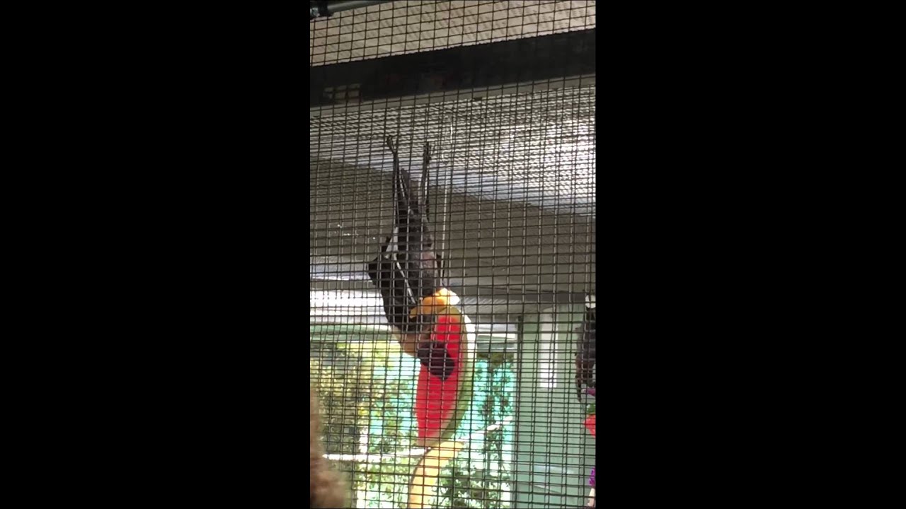 Fruit Bat eating watermelon YouTube