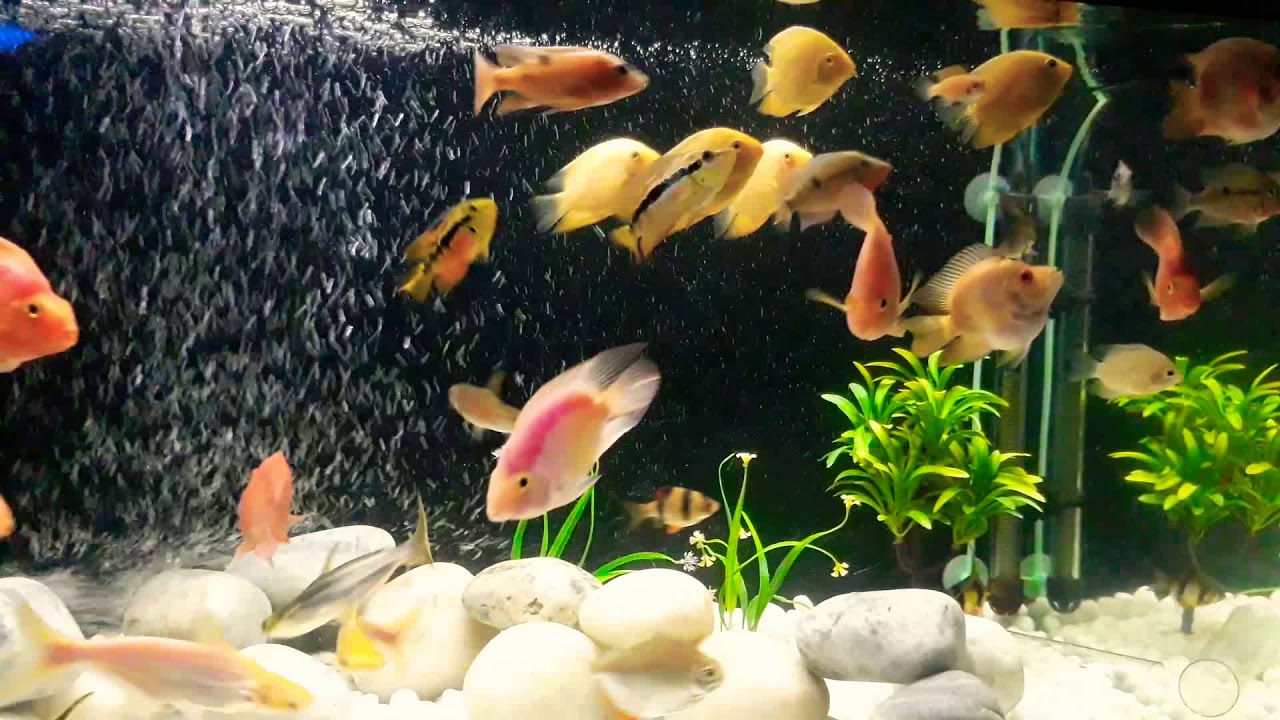 Parrot fish tank setups YouTube