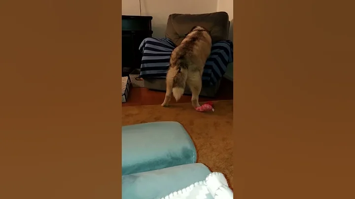 Sapphire is a nut!!